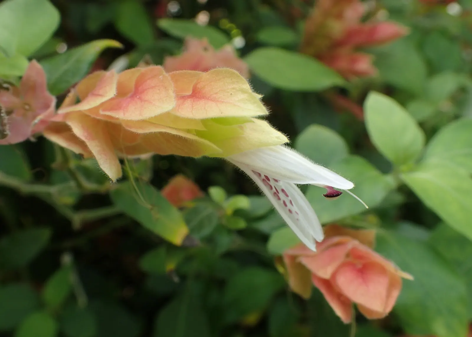 Shrimp Plant (Justicia Brandegeeana) — Regular pruning will maintain its bushy appearance and promote continuous flowering; multi-colored and pink, image 173