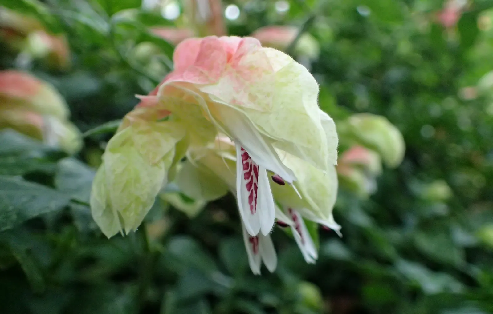 Shrimp Plant (Justicia Brandegeeana) — sunset orange.<br><br>Reaching heights of 3 to 4 feet with a spread equally as wide; though it's advisable, image 210