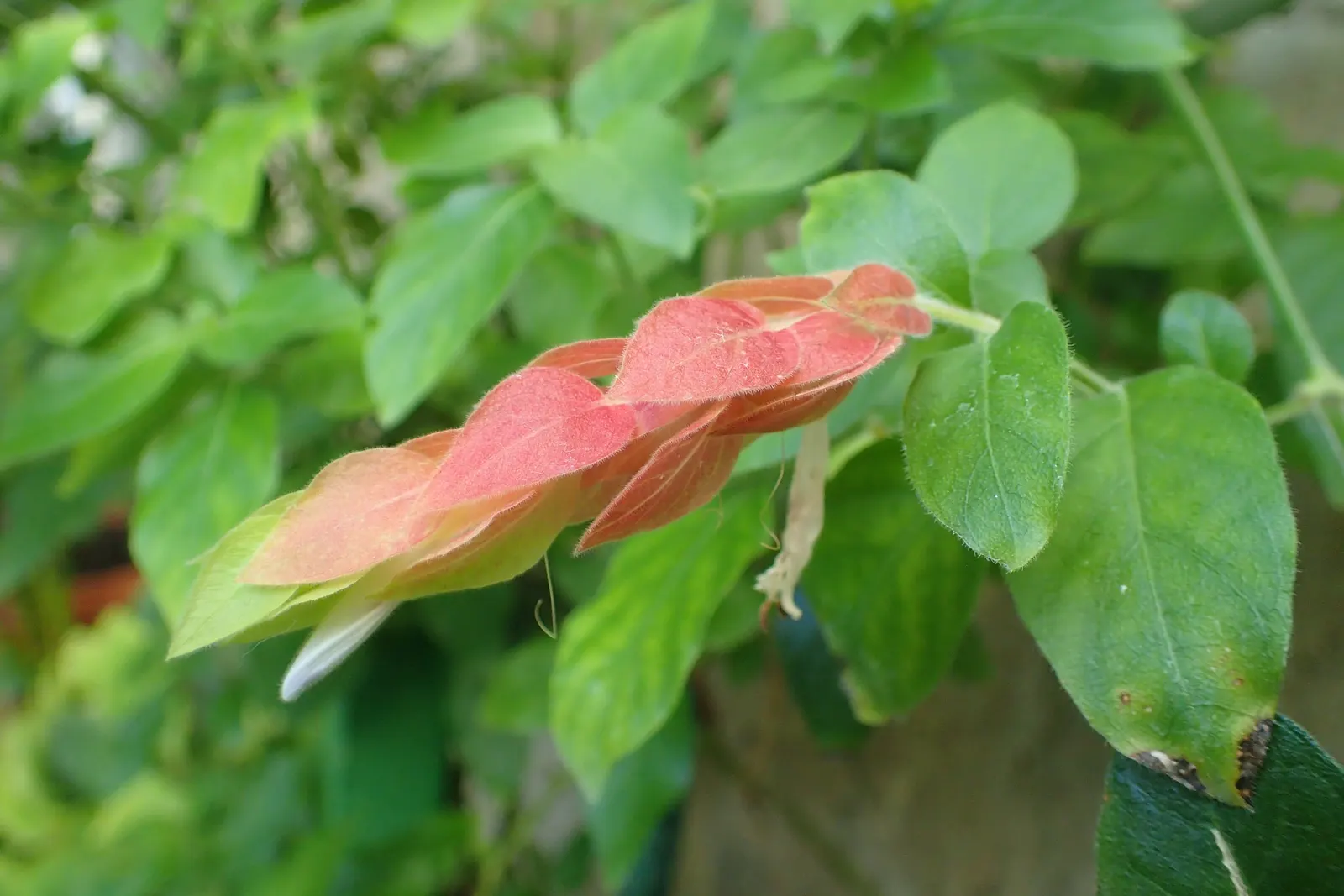 Shrimp Plant (Justicia Brandegeeana) — It prefers a warm climate and is best situated in partial shade; attracts hummingbirds and butterflies, image 168