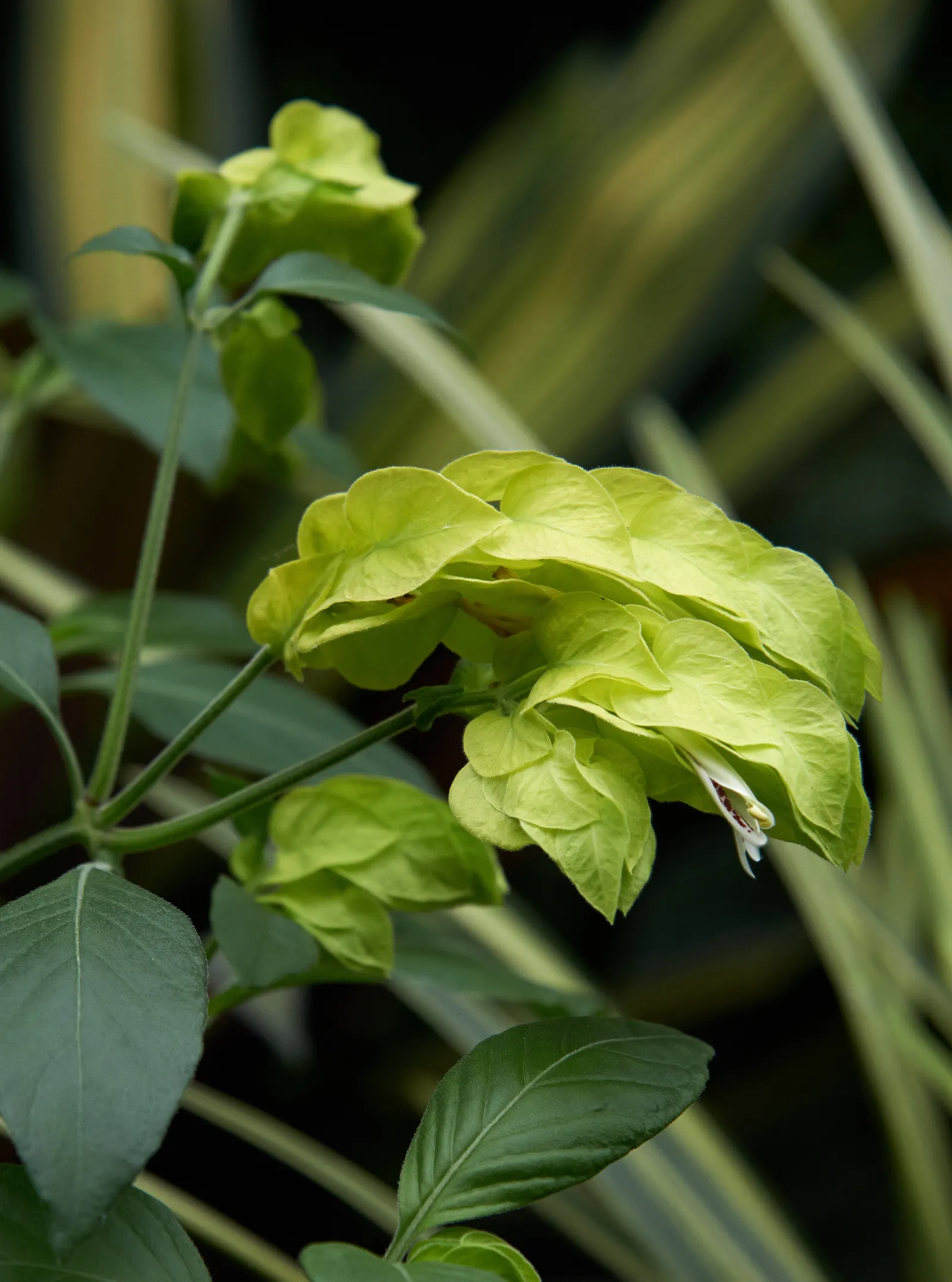Shrimp Plant (Justicia Brandegeeana) — the Shrimp Plant thrives in USDA hardiness zones 9 to 11; shrub for half, image 167