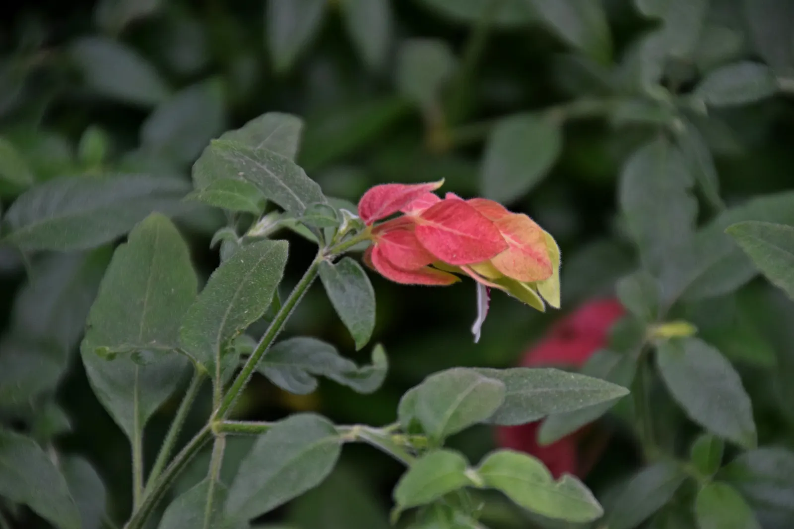 Shrimp Plant (Justicia Brandegeeana) — scientifically known as Justicia brandegeeana; is a captivating perennial that adds a touch of the tropics, image 162