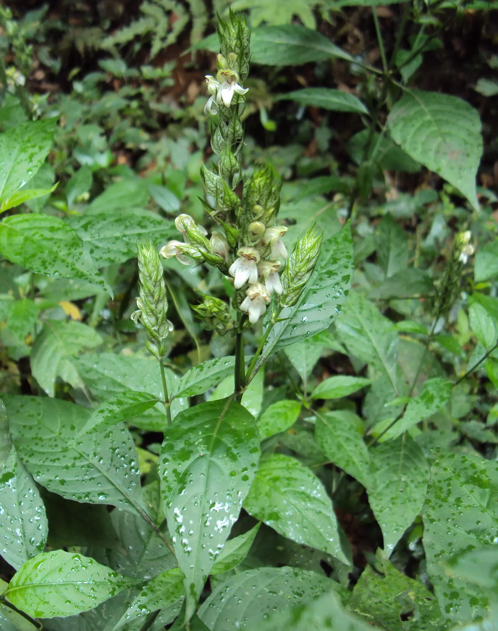 Shrimp Plant (Justicia Brandegeeana) — commonly known as Shrimp Plant; with a mature height of 3-4 feet and a spread of 2-3 feet, image 67