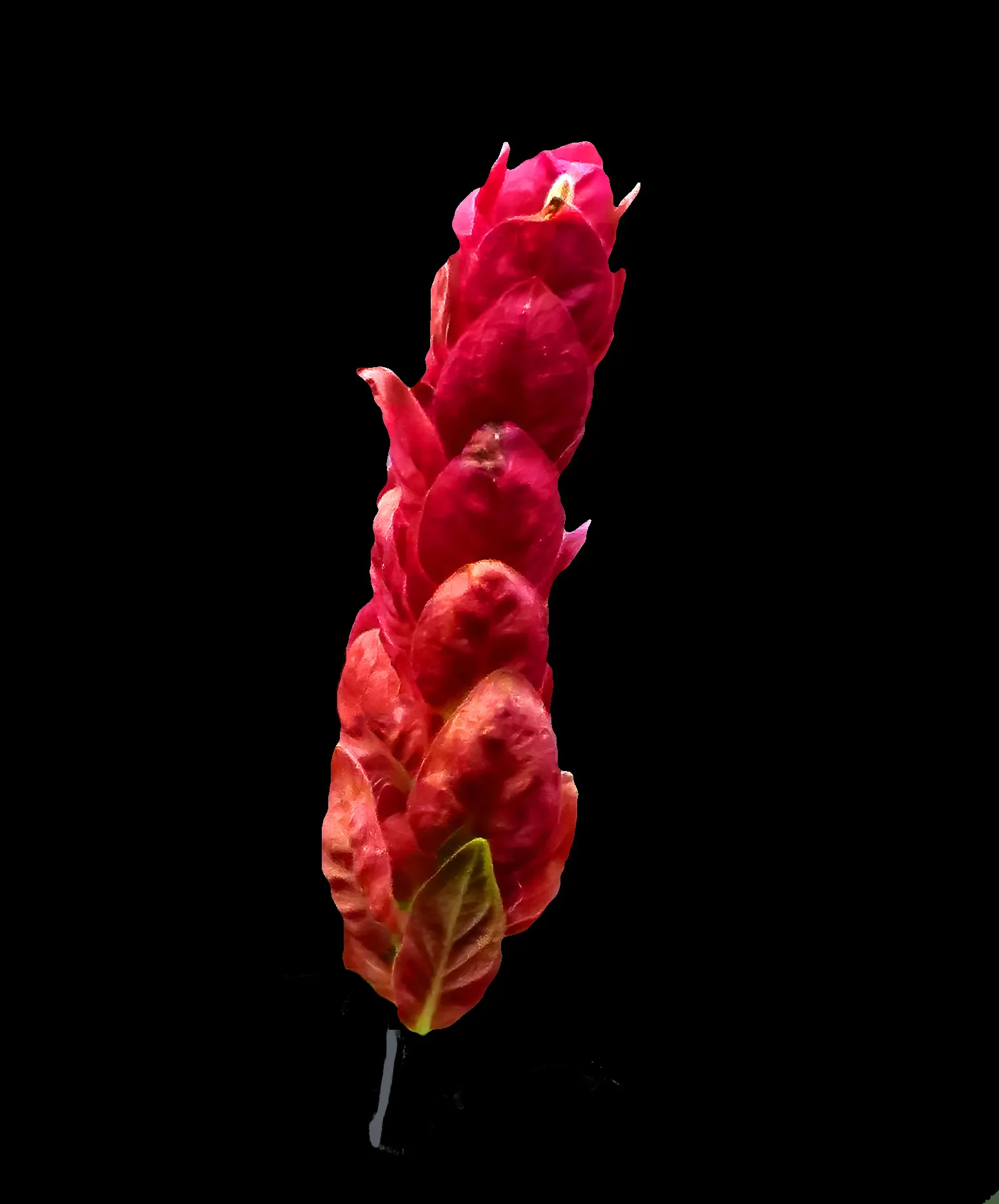 Shrimp Plant (Justicia Brandegeeana) — though it's advisable to allow the soil to dry slightly between watering sessions; it prefers a warm climate, image 103