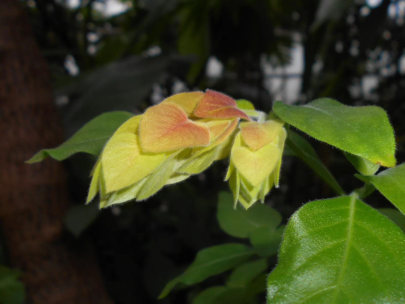 Shrimp Plant (Justicia Brandegeeana) — It prefers a warm climate and is best situated in partial shade; attracts hummingbirds and butterflies, image 190