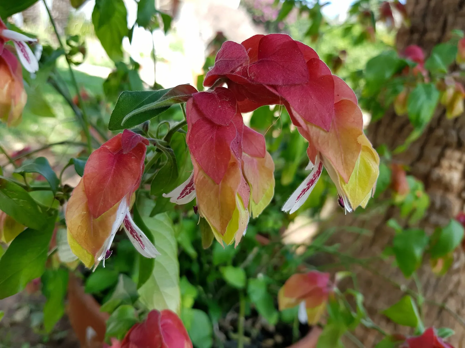 Shrimp Plant (Justicia Brandegeeana) — is a captivating perennial that adds a touch of the tropics to any garden design; delivering moderate water, image 207