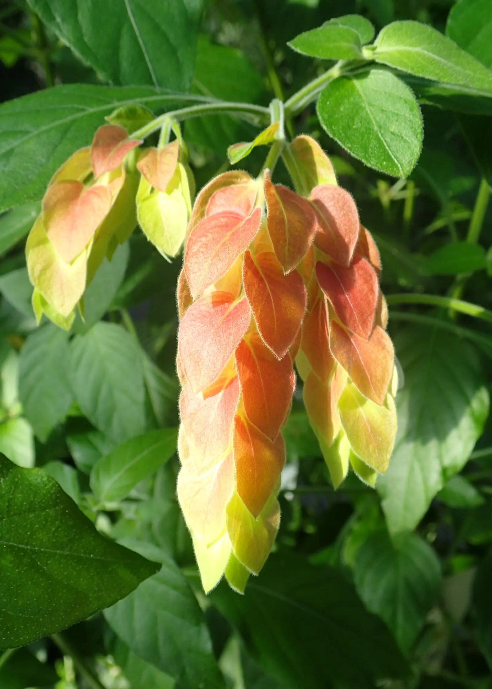 Shrimp Plant (Justicia Brandegeeana) — commonly known as Shrimp Plant; with a mature height of 3-4 feet and a spread of 2-3 feet, image 177