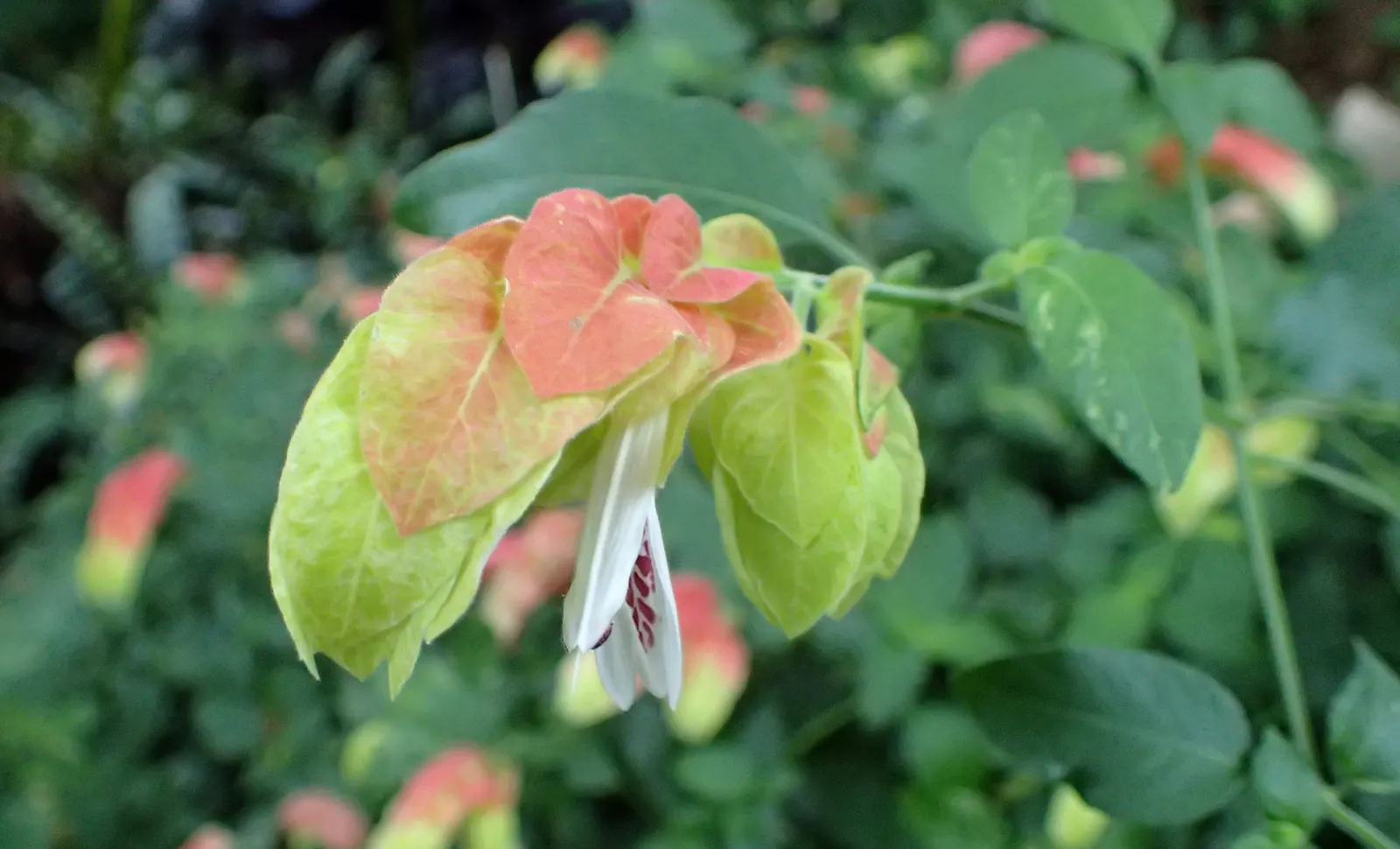 Shrimp Plant (Justicia Brandegeeana) — the Shrimp Plant thrives in USDA hardiness zones 9 to 11; shrub for half, image 211