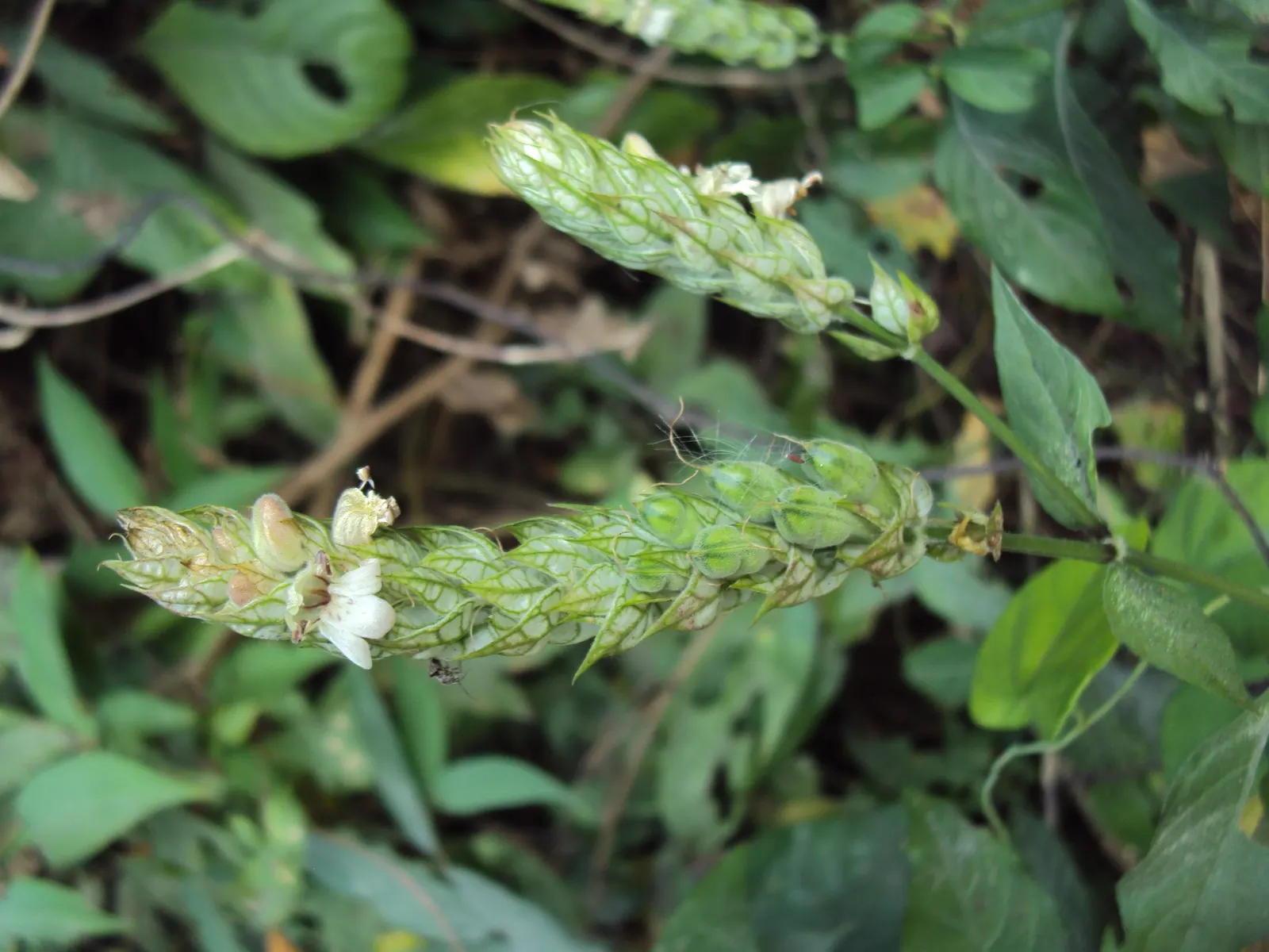 Shrimp Plant (Justicia Brandegeeana) — though it's advisable to allow the soil to dry slightly between watering sessions; it prefers a warm climate, image 81