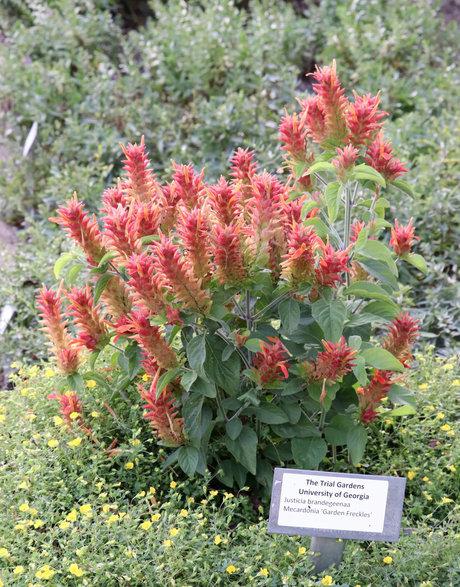 Shrimp Plant (Justicia Brandegeeana) — Attracts hummingbirds and butterflies; is an evergreen perennial that enlivens gardens with its unique, image 183