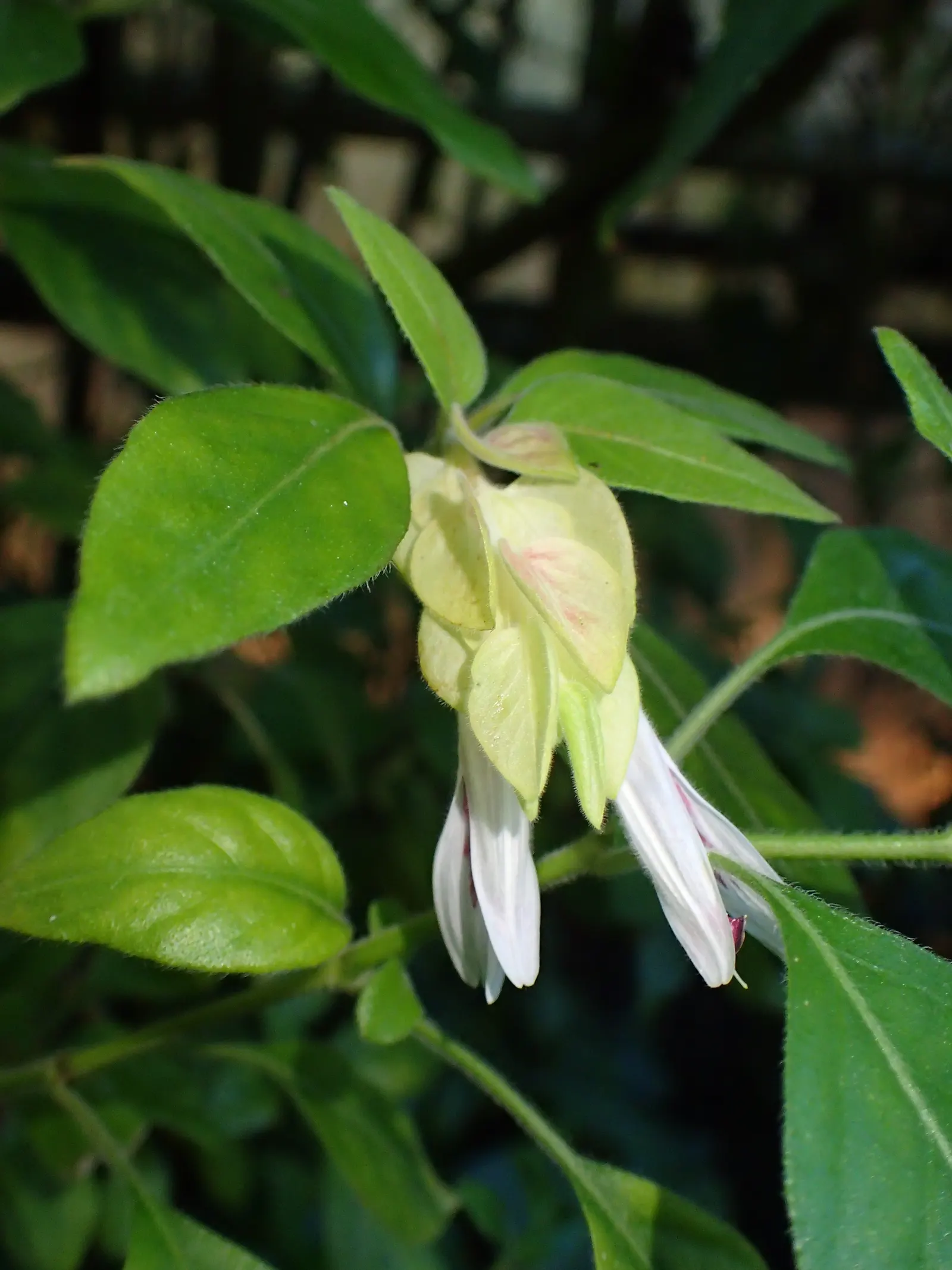 Shrimp Plant (Justicia Brandegeeana) — Attracts hummingbirds and butterflies; is an evergreen perennial that enlivens gardens with its unique, image 161