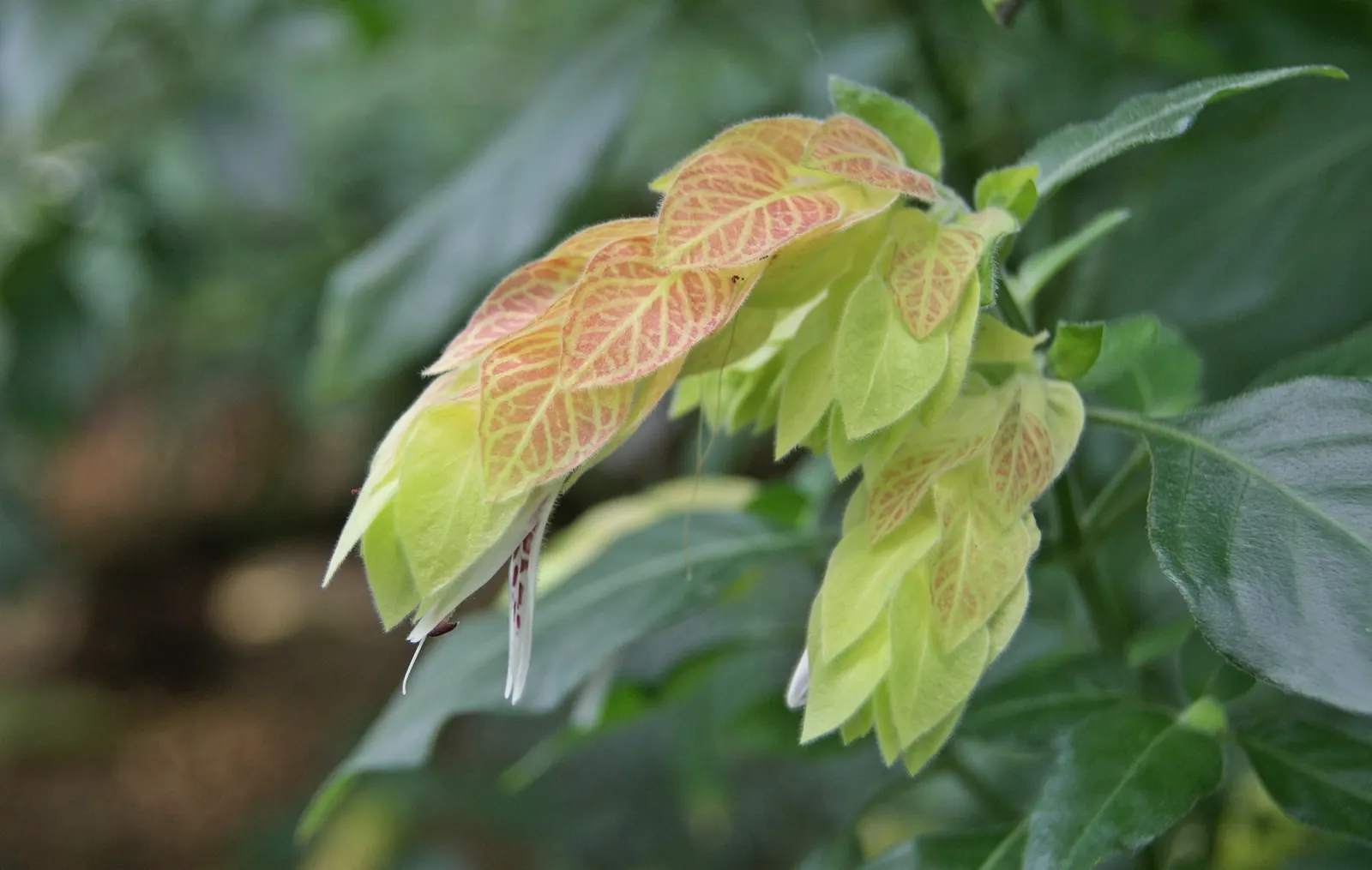 Shrimp Plant (Justicia Brandegeeana) — though it's advisable to allow the soil to dry slightly between watering sessions; it prefers a warm climate, image 191
