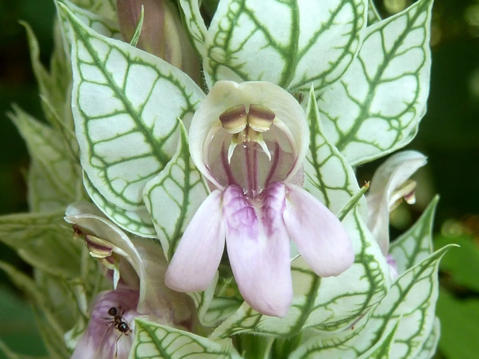 Shrimp Plant (Justicia Brandegeeana) — this plant is noted for its unique; commonly known as Shrimp Plant, image 98