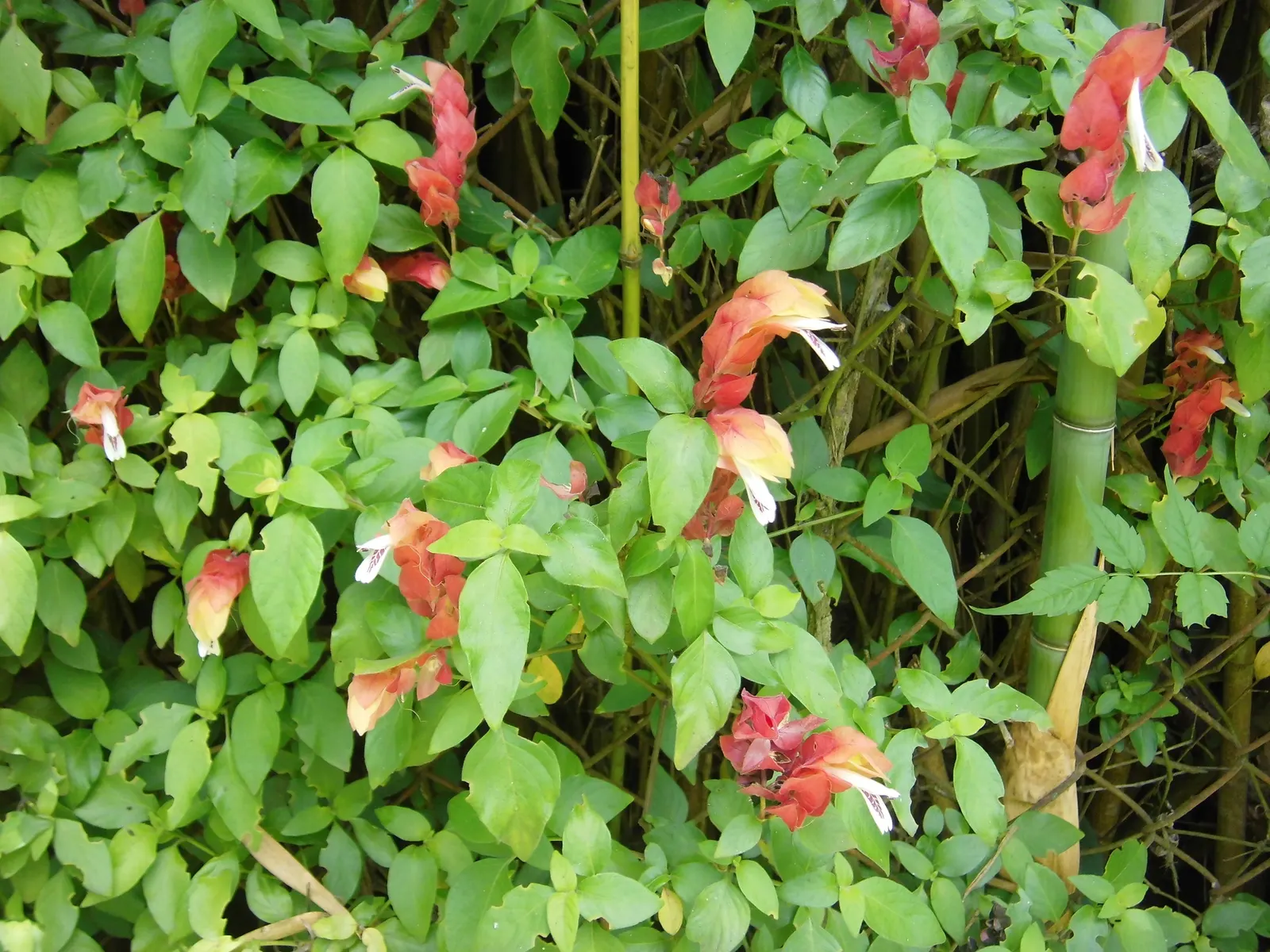 Shrimp Plant (Justicia Brandegeeana) — this plant is noted for its unique; commonly known as Shrimp Plant, image 186