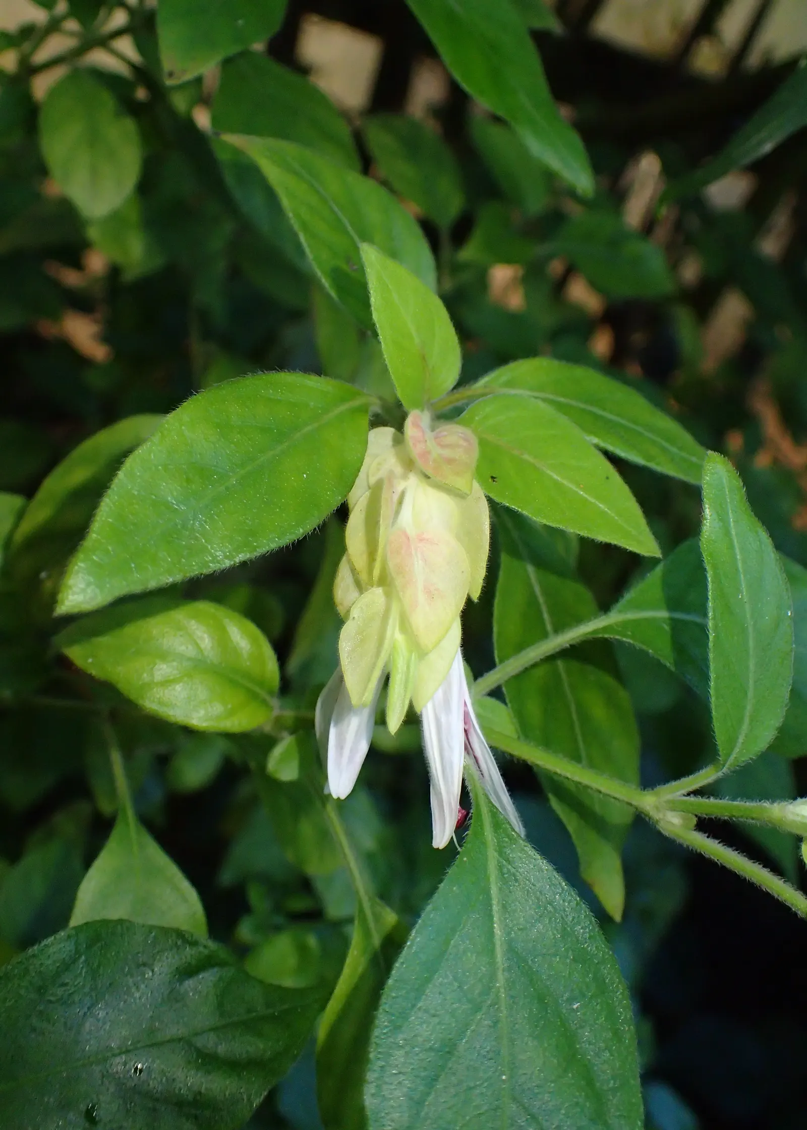 Shrimp Plant (Justicia Brandegeeana) — shrimp-like bracts that showcase an intriguing blend of colors; scientifically known as Justicia brandegeeana, image 165