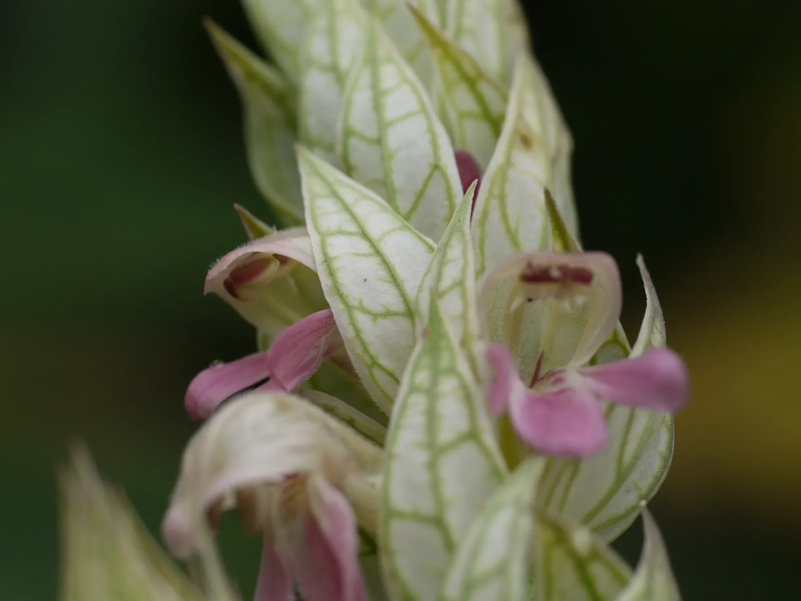 Shrimp Plant (Justicia Brandegeeana) — It prefers a warm climate and is best situated in partial shade; attracts hummingbirds and butterflies, image 80