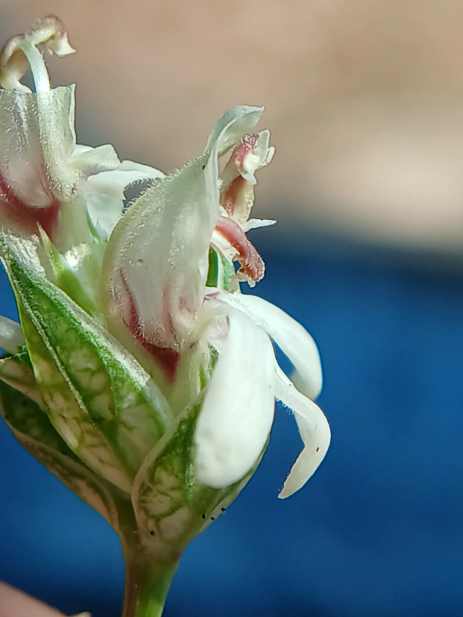 Shrimp Plant (Justicia Brandegeeana) — shrub for half; regular pruning will maintain its bushy appearance and promote continuous flowering, image 88
