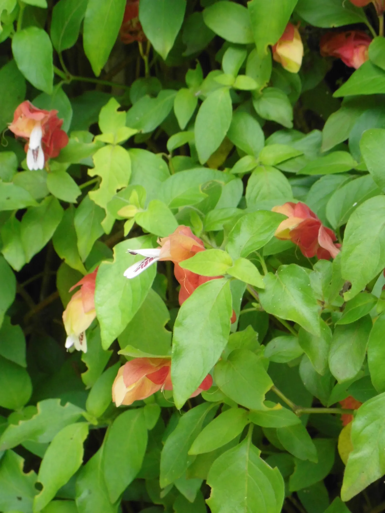 Shrimp Plant (Justicia Brandegeeana) — with a mature height of 3-4 feet and a spread of 2-3 feet; this ornamental offers year-round appeal in zones, image 202