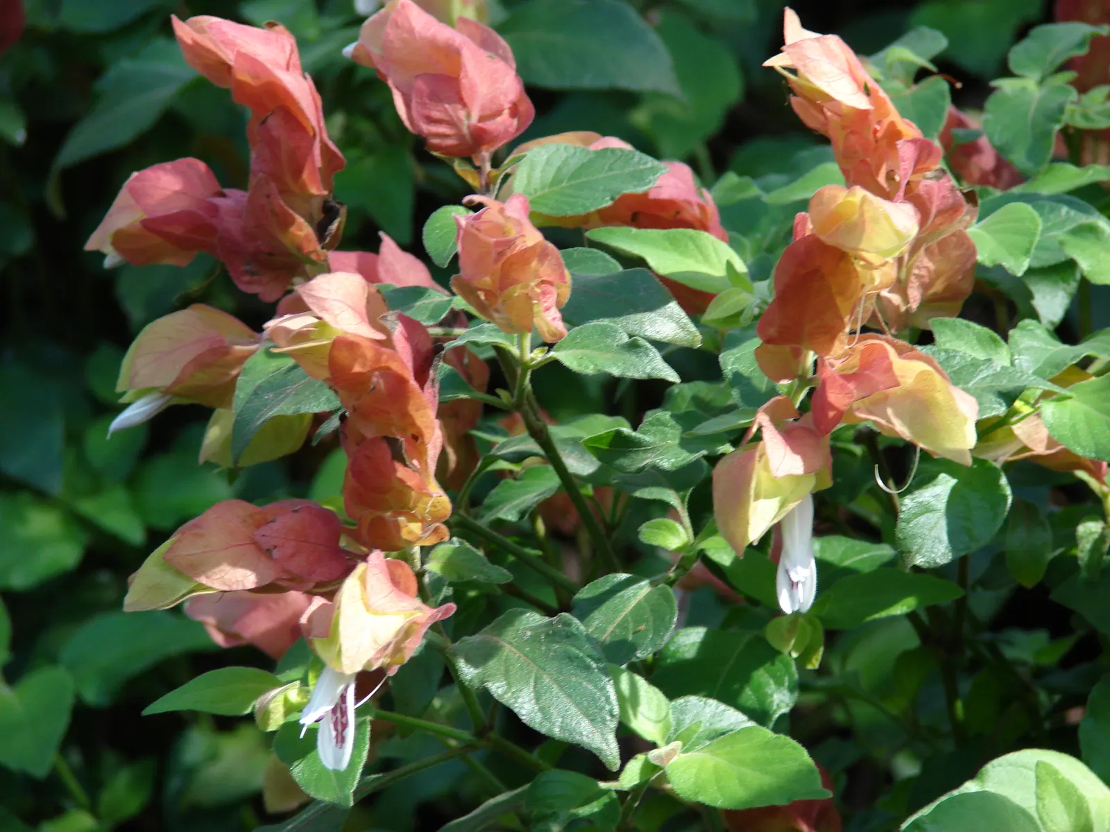 Shrimp Plant (Justicia Brandegeeana) — the Shrimp Plant thrives in USDA hardiness zones 9 to 11; shrub for half, image 145