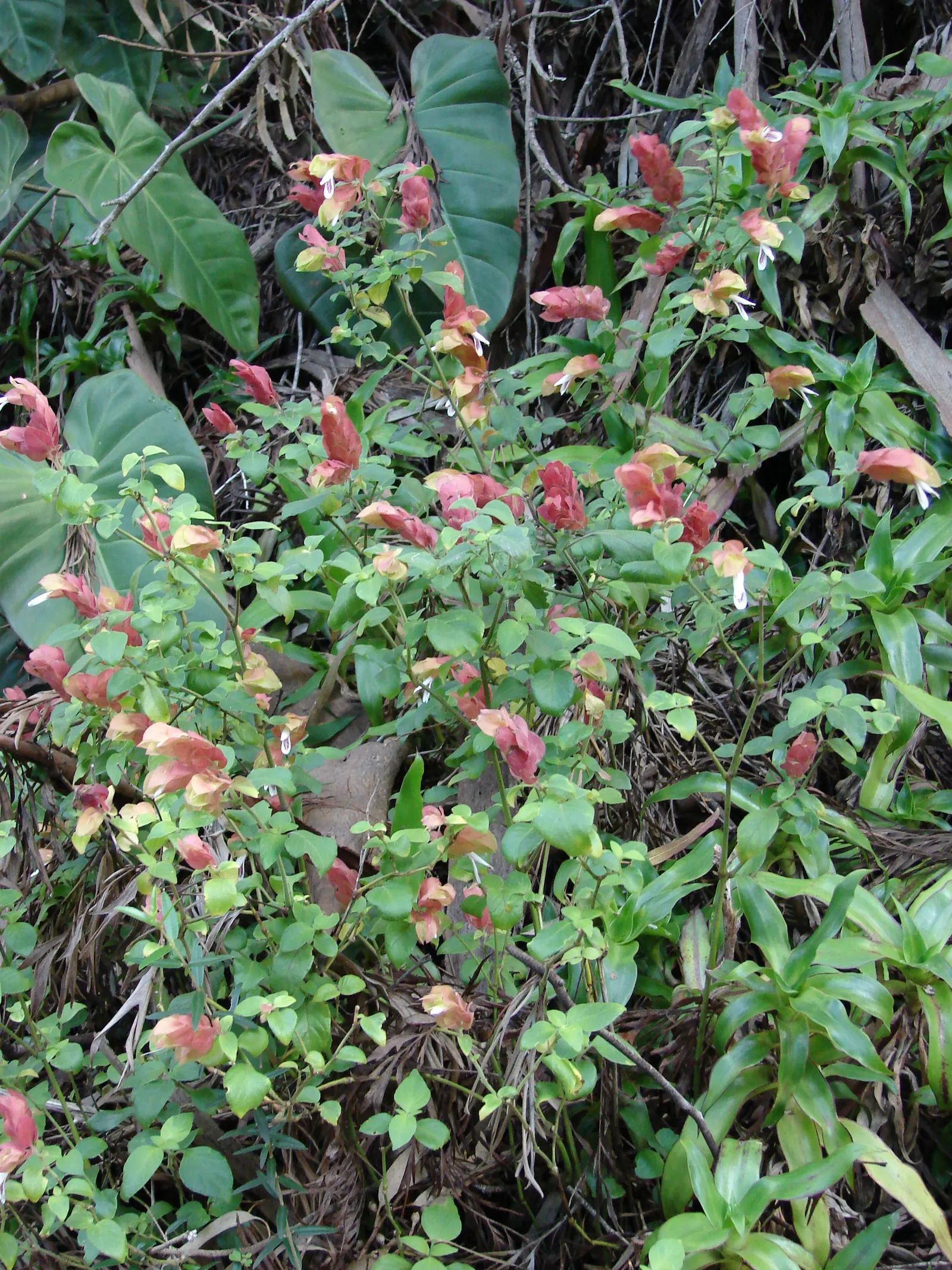 Shrimp Plant (Justicia Brandegeeana) — It prefers a warm climate and is best situated in partial shade; attracts hummingbirds and butterflies, image 146