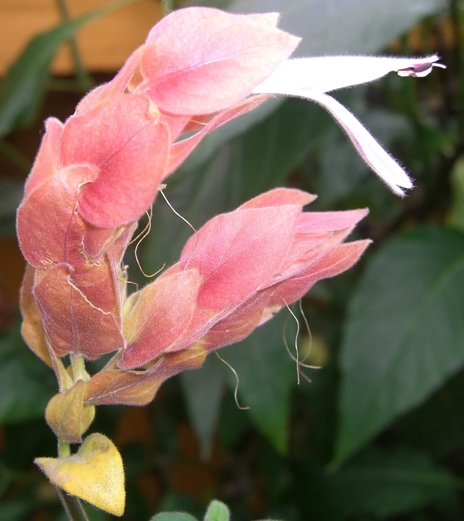 Shrimp Plant (Justicia Brandegeeana) — This ornamental offers year-round appeal in zones 9-11; making it an excellent choice for a garden that, image 135