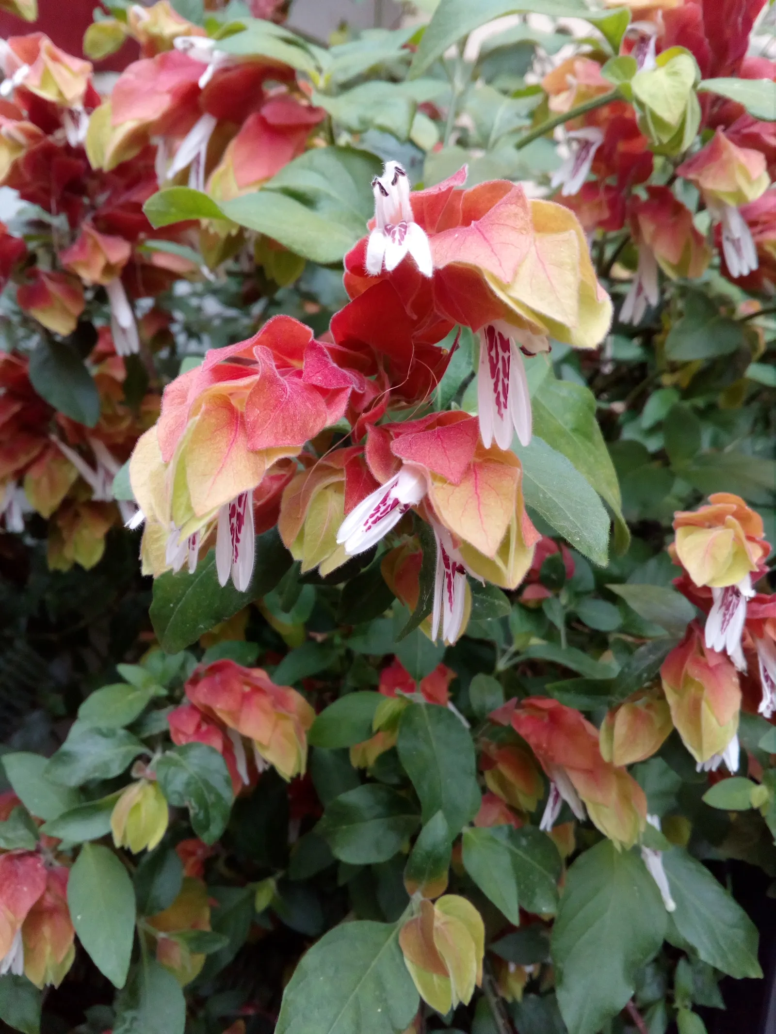 Shrimp Plant (Justicia Brandegeeana) — Preferring partial shade, it thrives in well-draining soil and requires moderate watering; this plant is, image 137