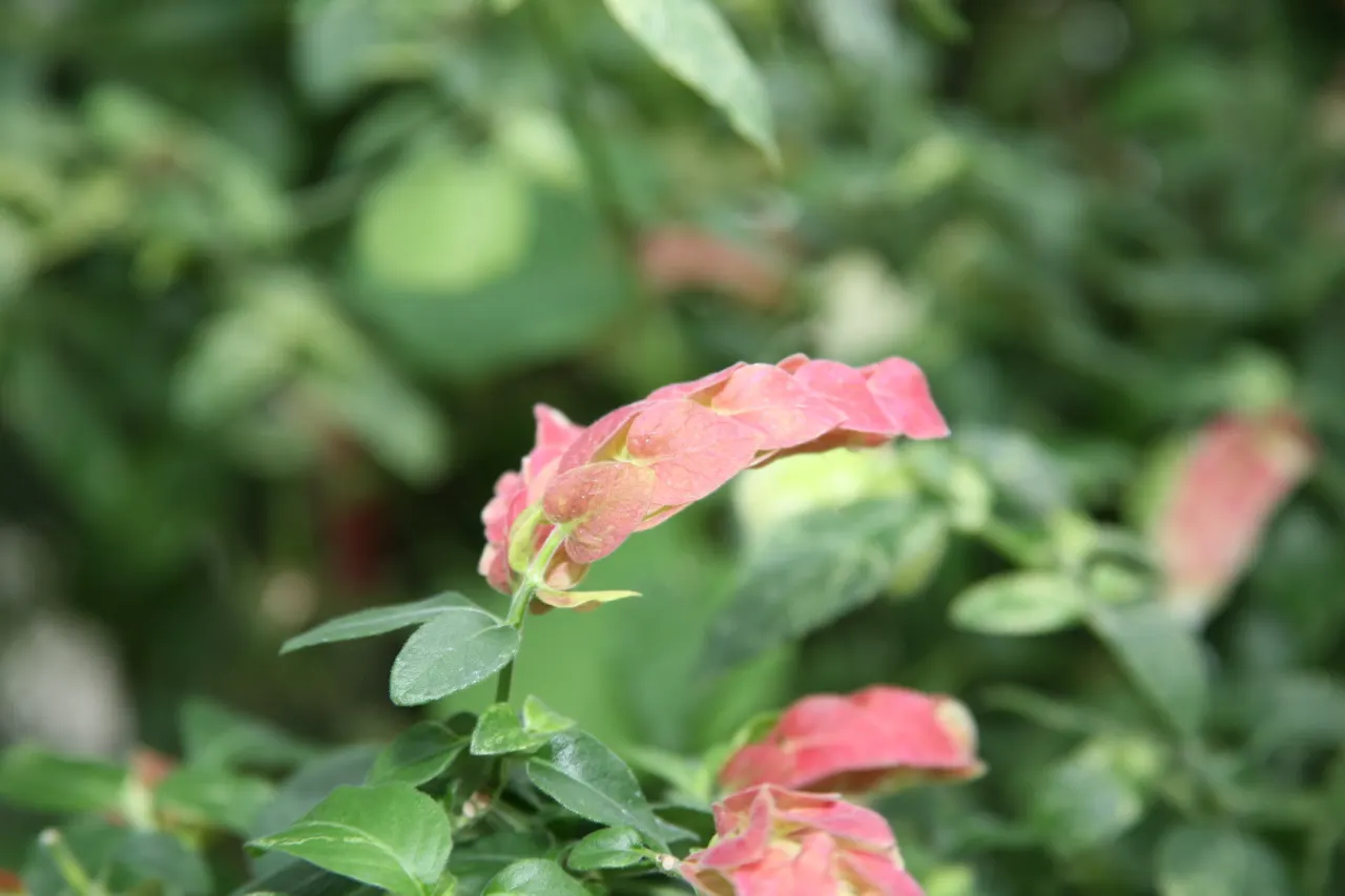 Shrimp Plant (Justicia Brandegeeana) — This ornamental offers year-round appeal in zones 9-11; making it an excellent choice for a garden that, image 47