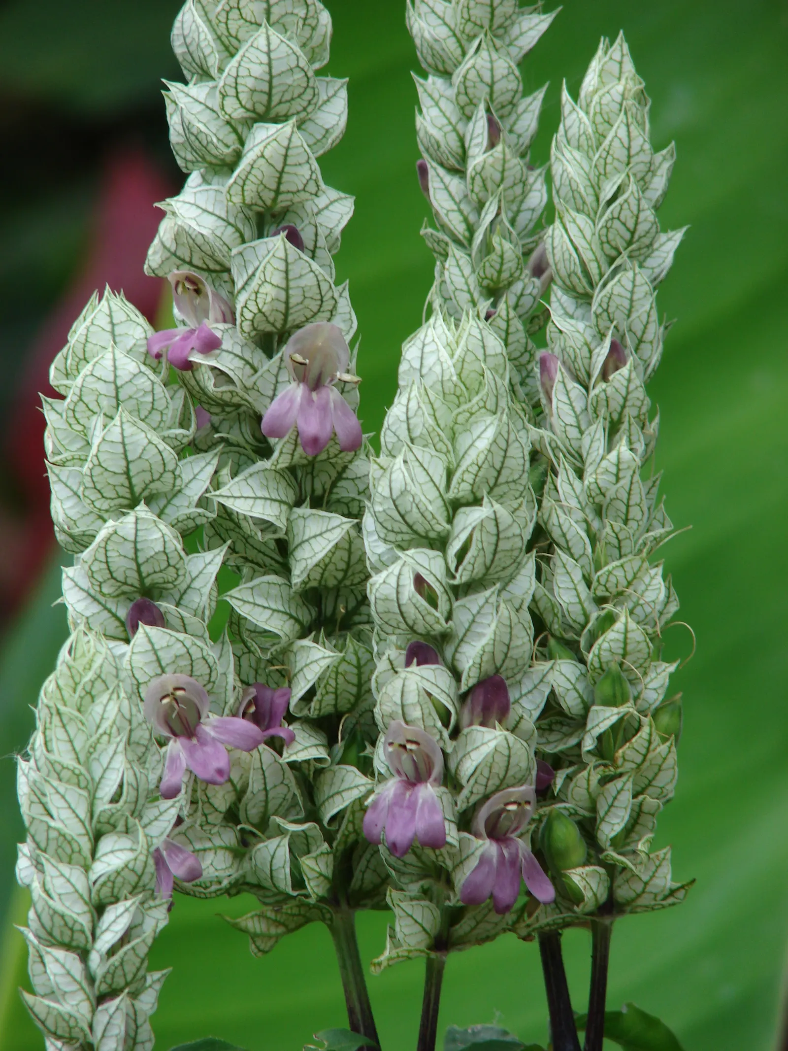 Shrimp Plant (Justicia Brandegeeana) — though it's advisable to allow the soil to dry slightly between watering sessions; it prefers a warm climate, image 59