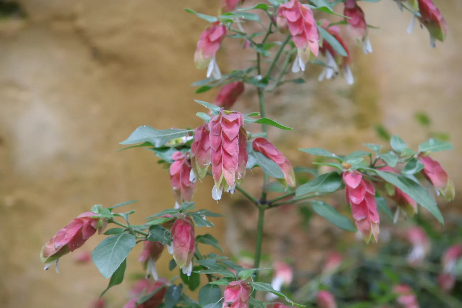 Shrimp Plant (Justicia Brandegeeana) — with a mature height of 3-4 feet and a spread of 2-3 feet; this ornamental offers year-round appeal in zones, image 48