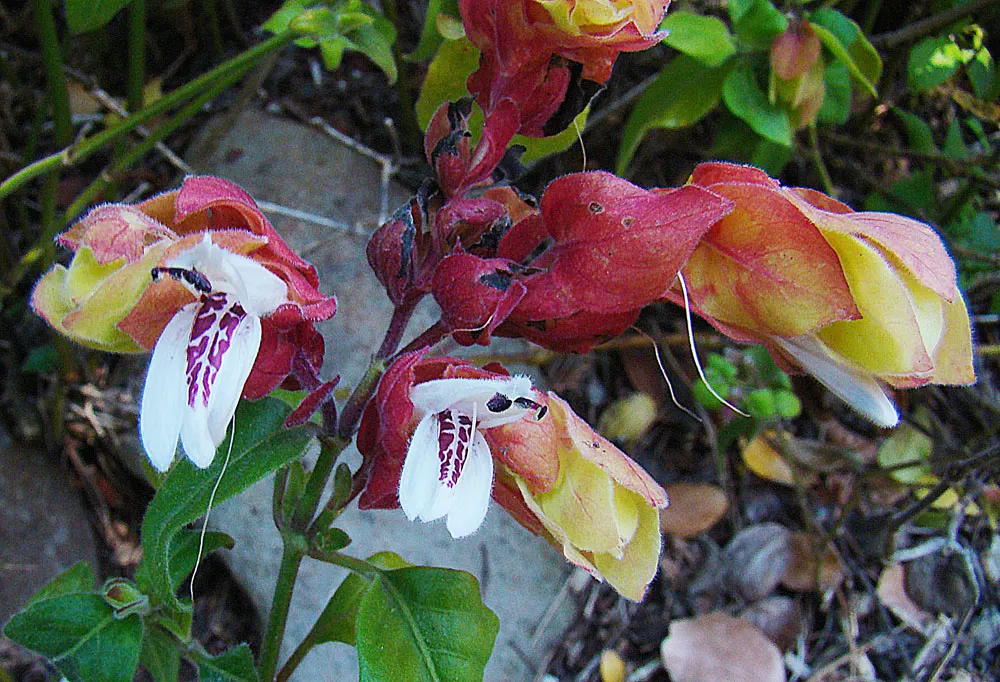 Shrimp Plant (Justicia Brandegeeana) — commonly known as Shrimp Plant; with a mature height of 3-4 feet and a spread of 2-3 feet, image 45