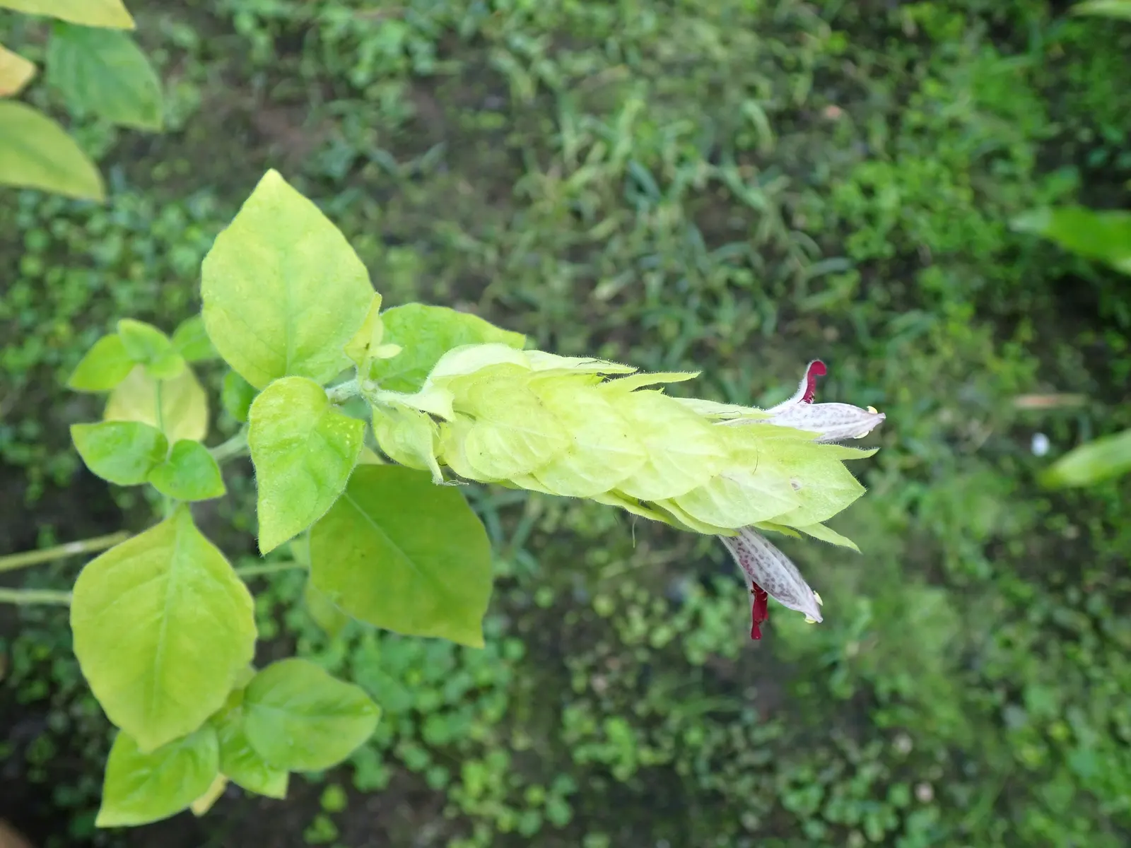 Shrimp Plant (Justicia Brandegeeana) — shrub with multi-colored and pink blooms; sunset orange.<br><br>Reaching heights of 3 to 4 feet with a, image 131