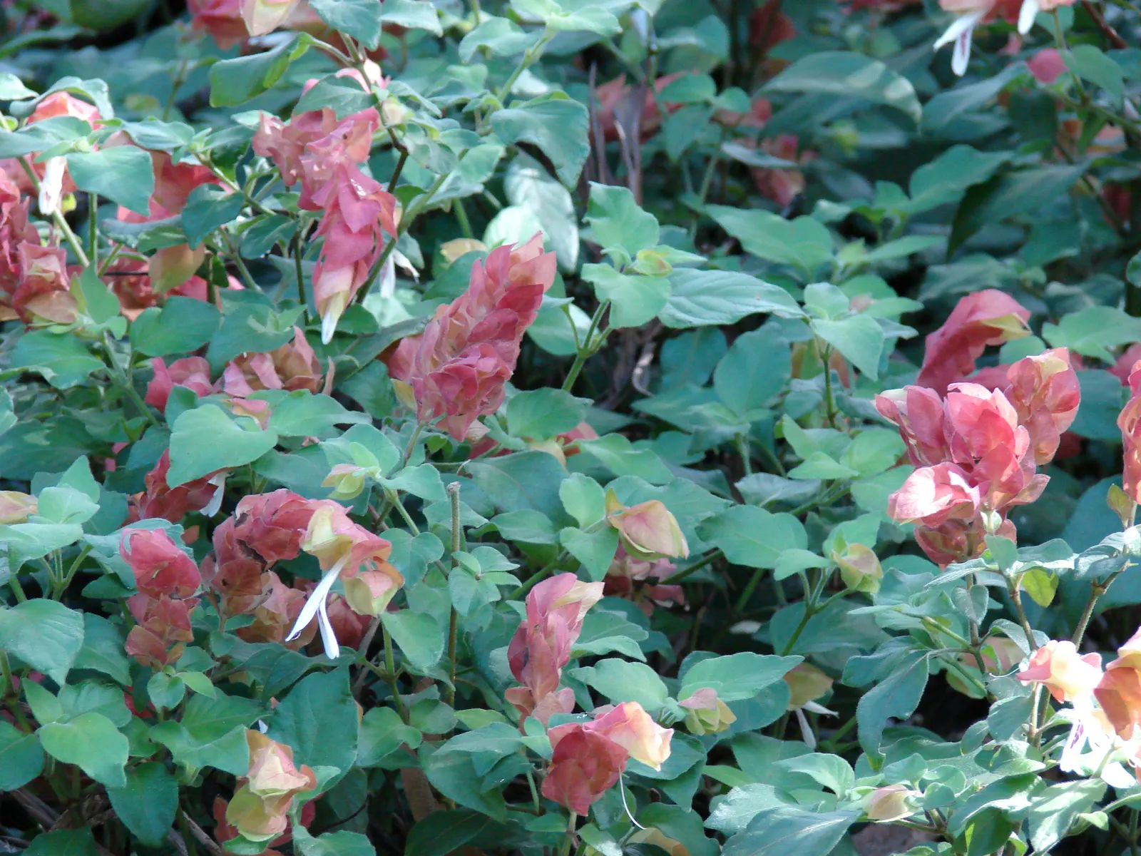 Shrimp Plant (Justicia Brandegeeana) — with a mature height of 3-4 feet and a spread of 2-3 feet; this ornamental offers year-round appeal in zones, image 136