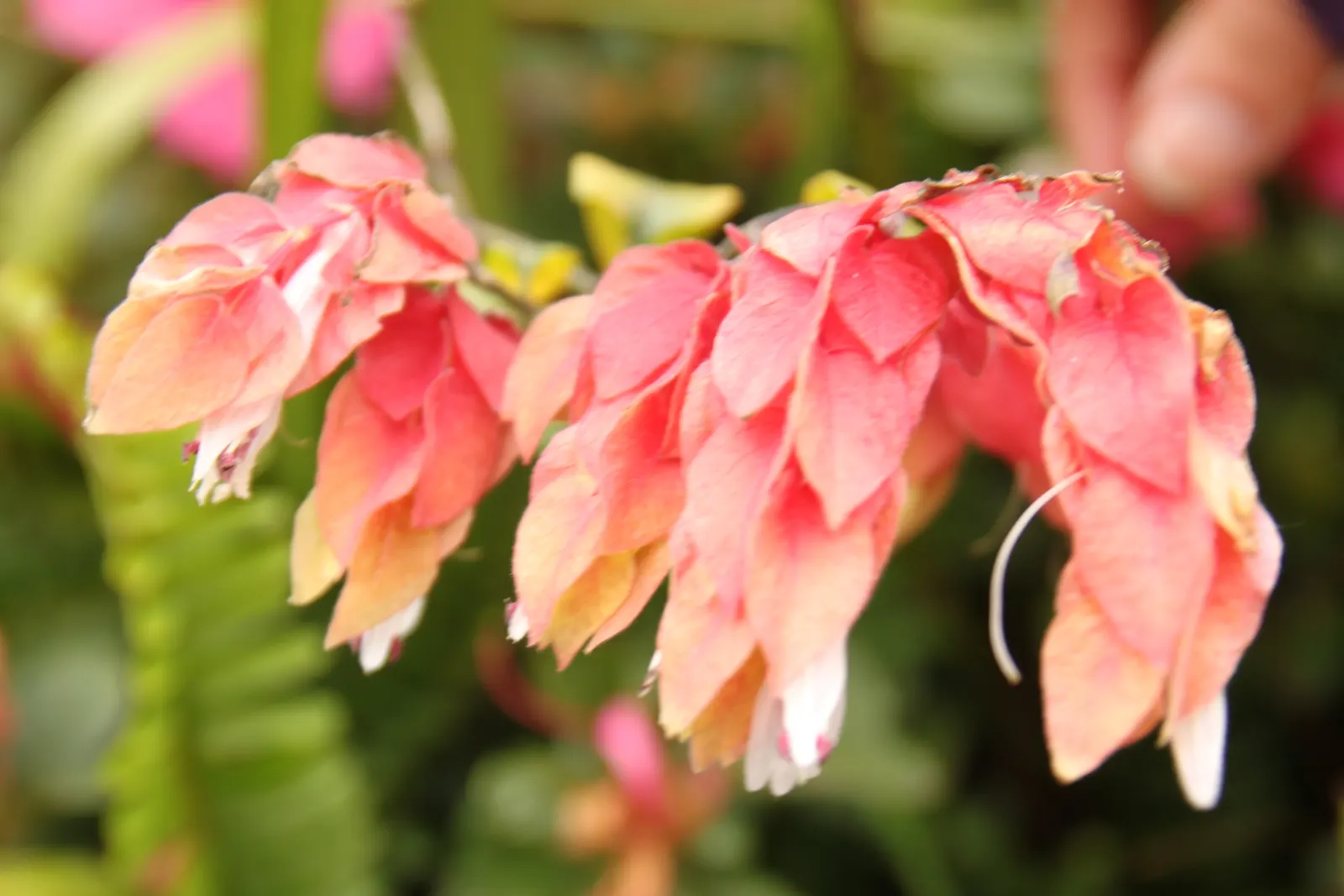 Shrimp Plant (Justicia Brandegeeana) — the Shrimp Plant thrives in USDA hardiness zones 9 to 11; shrub for half