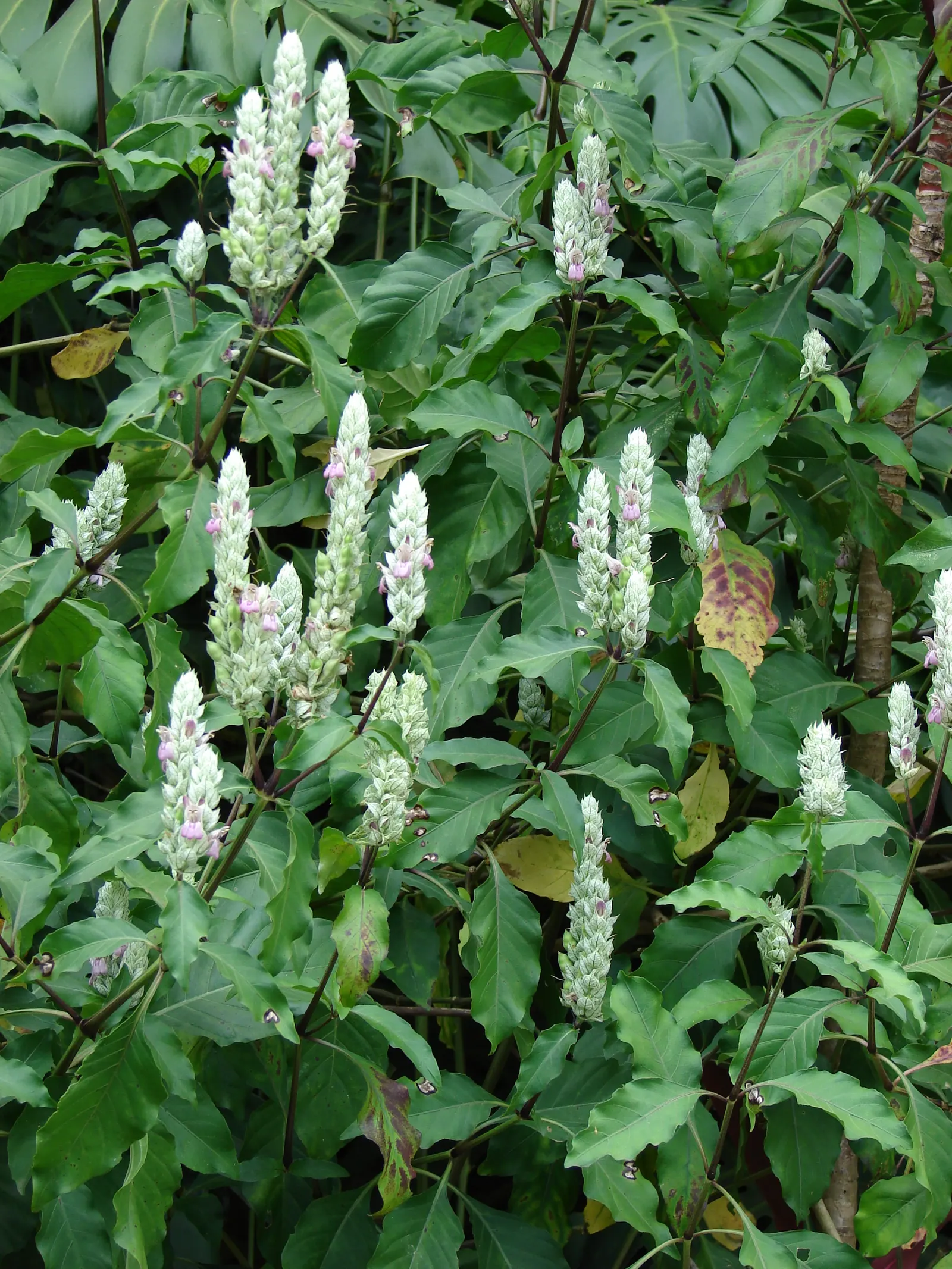 Shrimp Plant (Justicia Brandegeeana) — Preferring partial shade, it thrives in well-draining soil and requires moderate watering