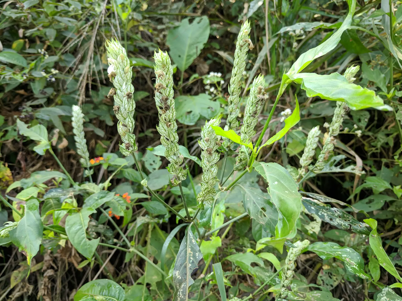 Shrimp Plant (Justicia Brandegeeana) — the Shrimp Plant thrives in USDA hardiness zones 9 to 11