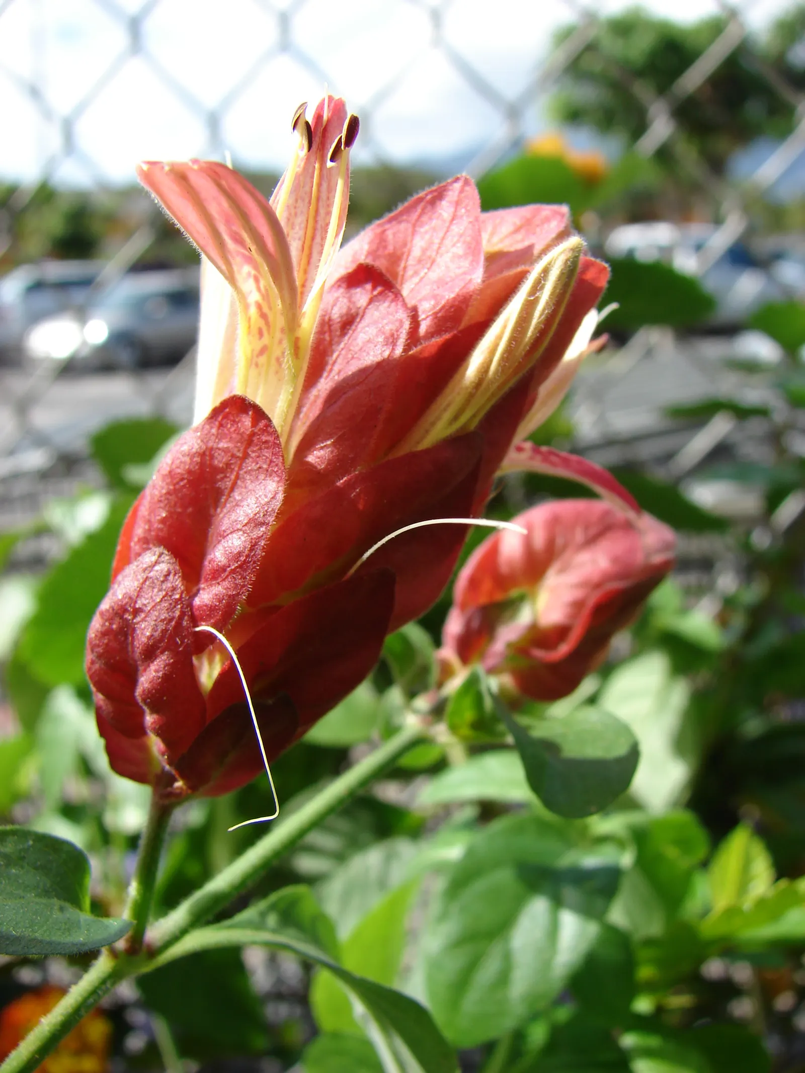 Shrimp Plant (Justicia Brandegeeana) — multi-colored and pink flowers in the garden; preferring partial shade, it thrives in well-draining soil and, image 152