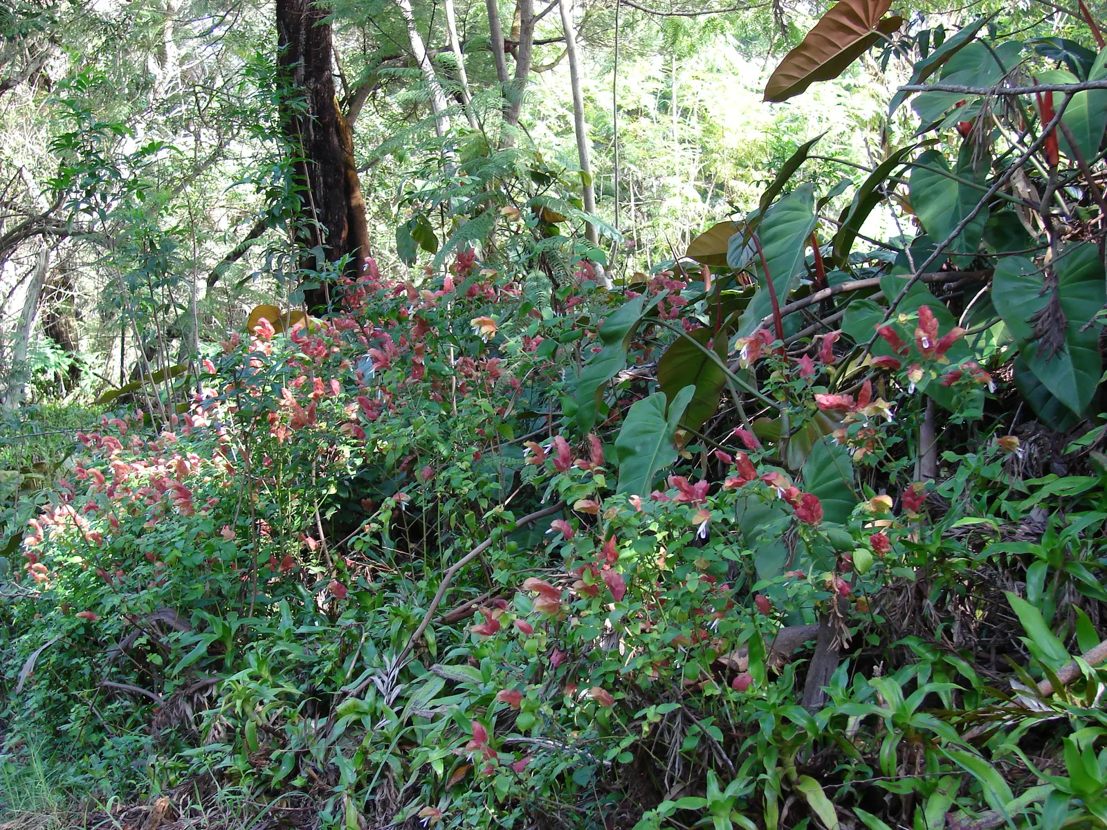 Shrimp Plant (Justicia Brandegeeana) — sunset orange.<br><br>Reaching heights of 3 to 4 feet with a spread equally as wide; though it's advisable, image 144