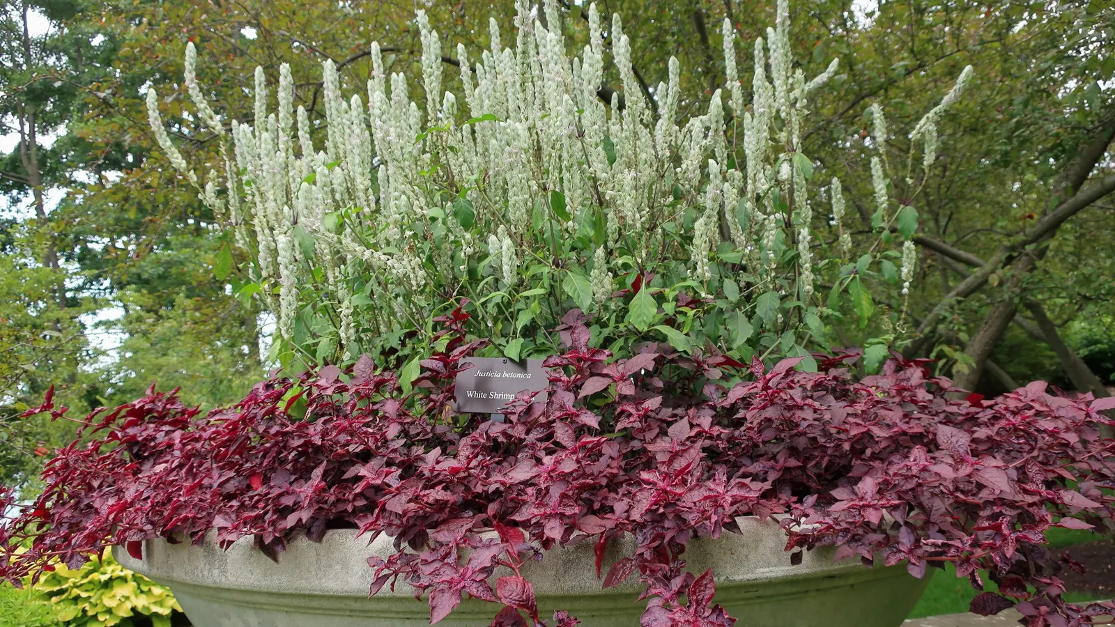 Shrimp Plant (Justicia Brandegeeana) — shrub for half; regular pruning will maintain its bushy appearance and promote continuous flowering