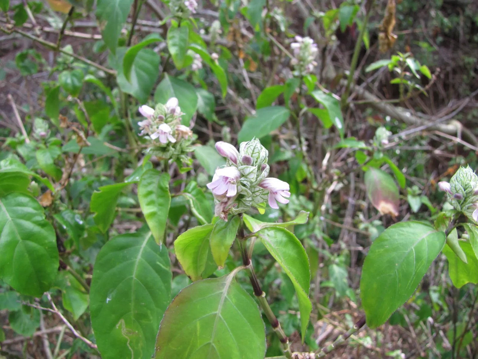 Shrimp Plant (Justicia Brandegeeana) — is an evergreen perennial that enlivens gardens with its unique; shrimp-like bracts that showcase an, image 46
