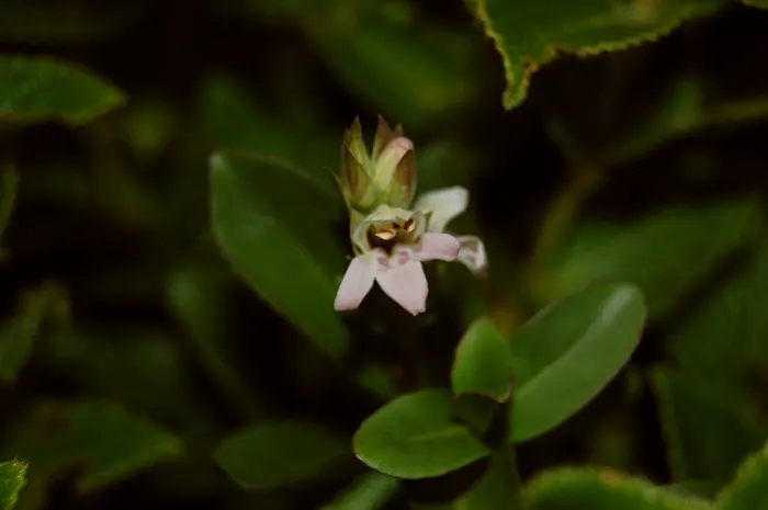 Shrimp Plant (Justicia Brandegeeana) — though it's advisable to allow the soil to dry slightly between watering sessions