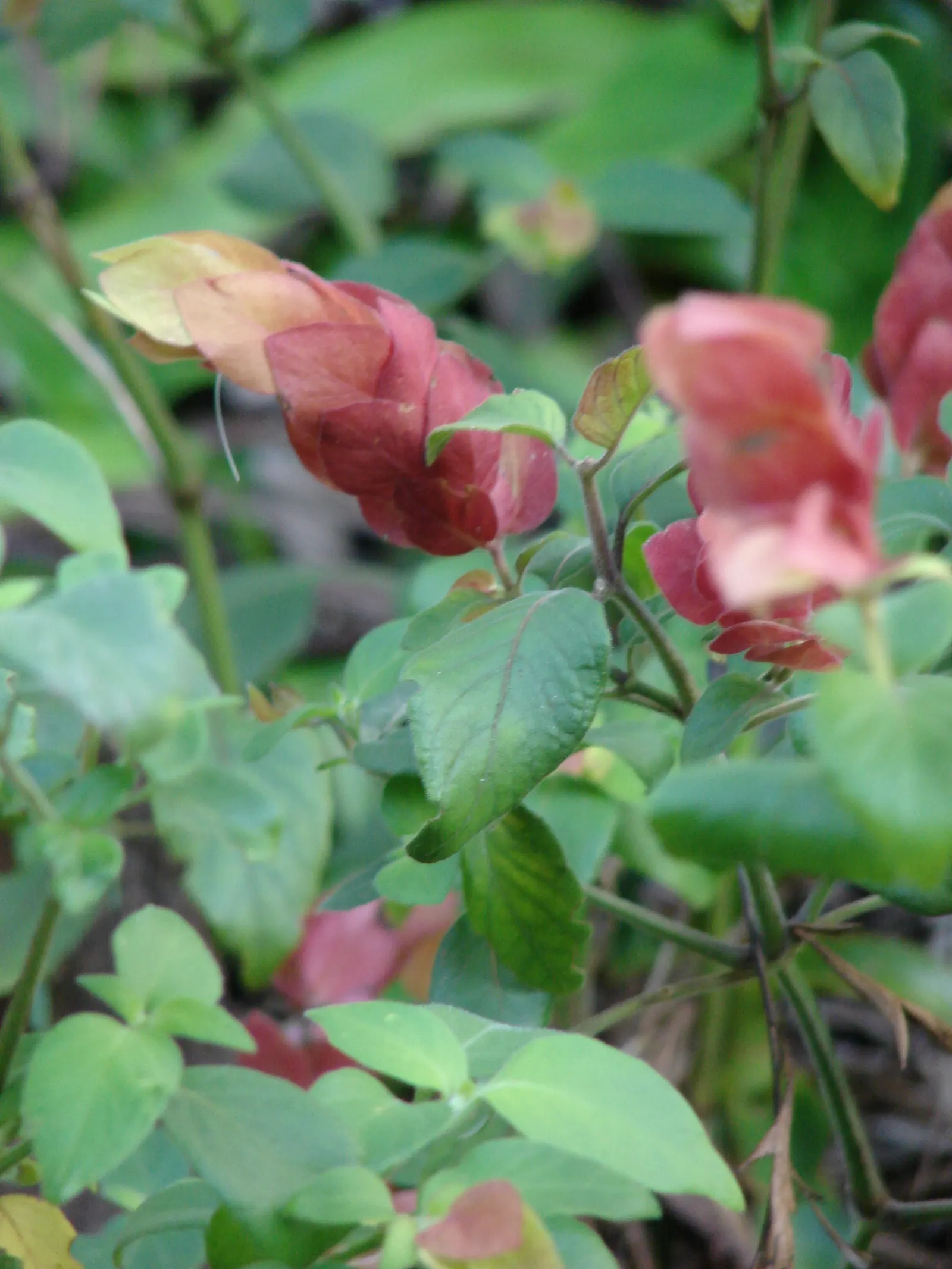 Shrimp Plant (Justicia Brandegeeana) — Preferring partial shade, it thrives in well-draining soil and requires moderate watering; this plant is, image 181
