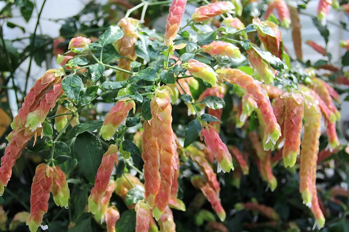Shrimp Plant (Justicia Brandegeeana) — Regular pruning will maintain its bushy appearance and promote continuous flowering; multi-colored and pink, image 151