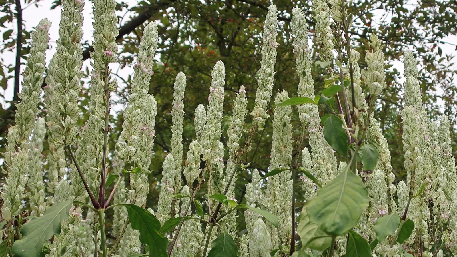 Shrimp Plant (Justicia Brandegeeana) — Delivering moderate water needs