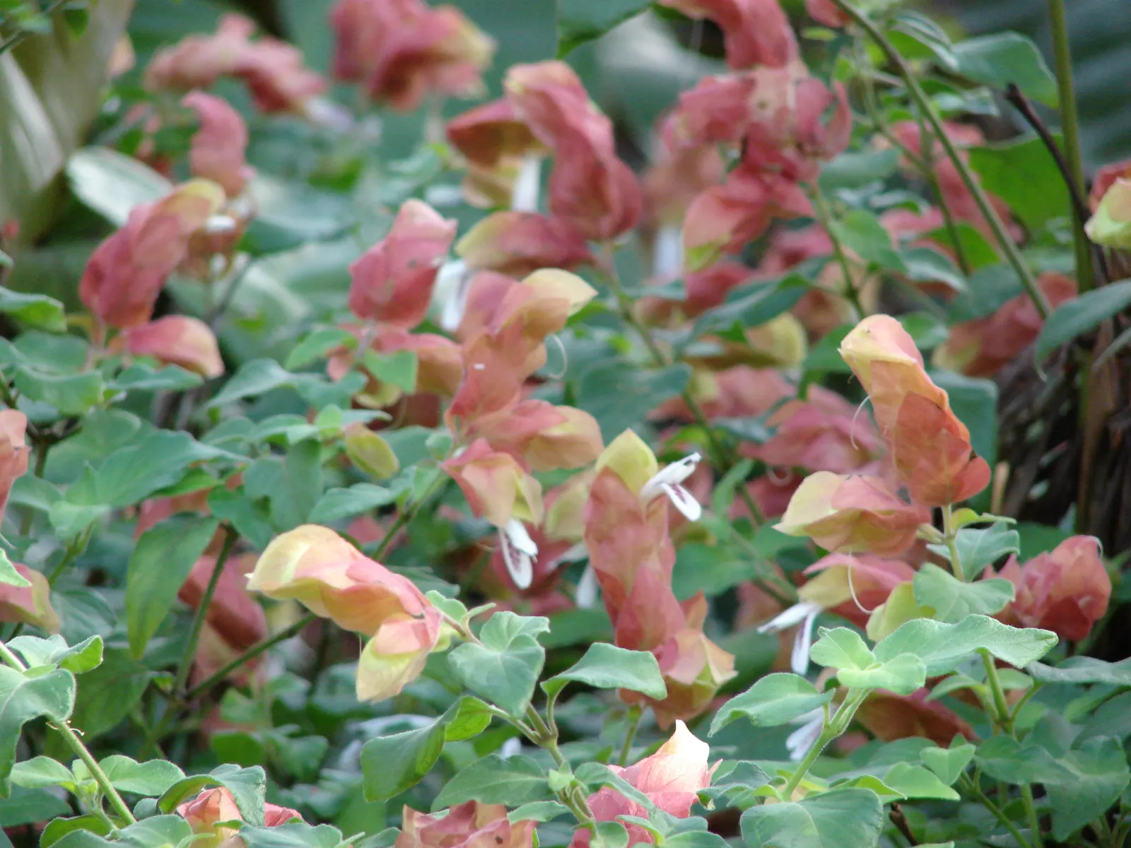 Shrimp Plant (Justicia Brandegeeana) — scientifically known as Justicia brandegeeana; is a captivating perennial that adds a touch of the tropics, image 140