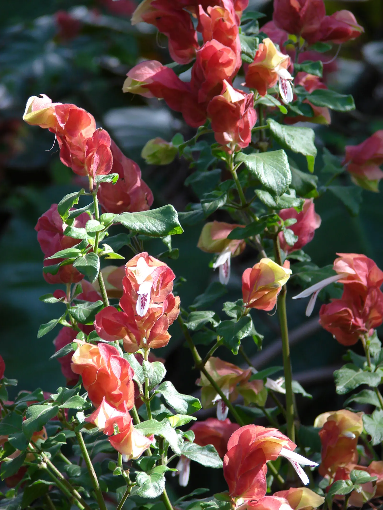 Shrimp Plant (Justicia Brandegeeana) — shrub for half; regular pruning will maintain its bushy appearance and promote continuous flowering, image 154