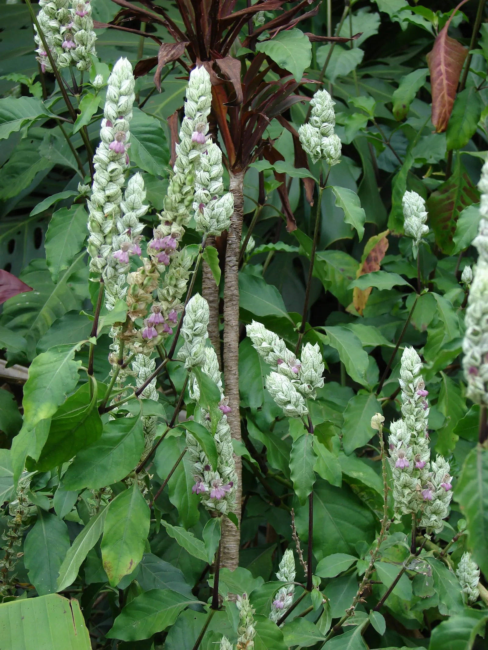 Shrimp Plant (Justicia Brandegeeana) — the Shrimp Plant thrives in USDA hardiness zones 9 to 11; shrub for half, image 57