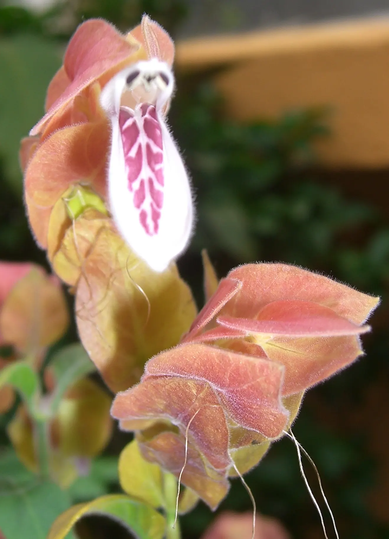 Shrimp Plant (Justicia Brandegeeana) — commonly known as Shrimp Plant; with a mature height of 3-4 feet and a spread of 2-3 feet, image 133