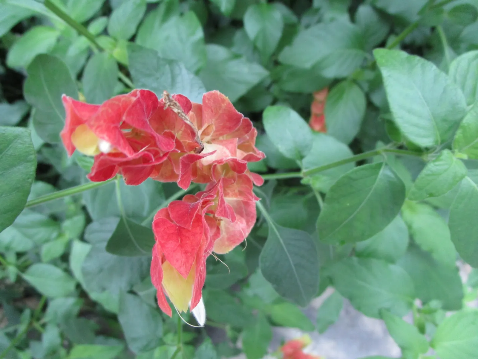 Shrimp Plant (Justicia Brandegeeana) — is an evergreen perennial that enlivens gardens with its unique; shrimp-like bracts that showcase an, image 156