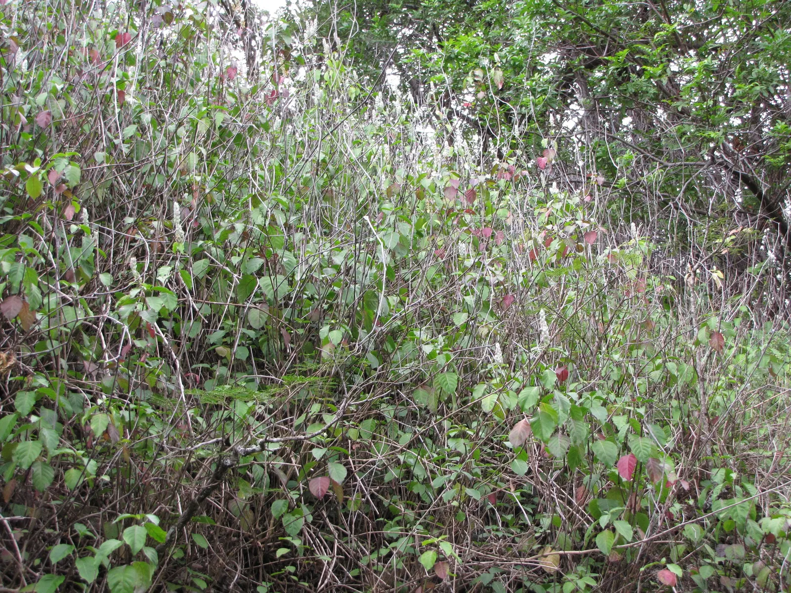 Shrimp Plant (Justicia Brandegeeana) — slow-release fertilizer to encourage robust growth and a prolific display of its distinctive; pruning promotes
