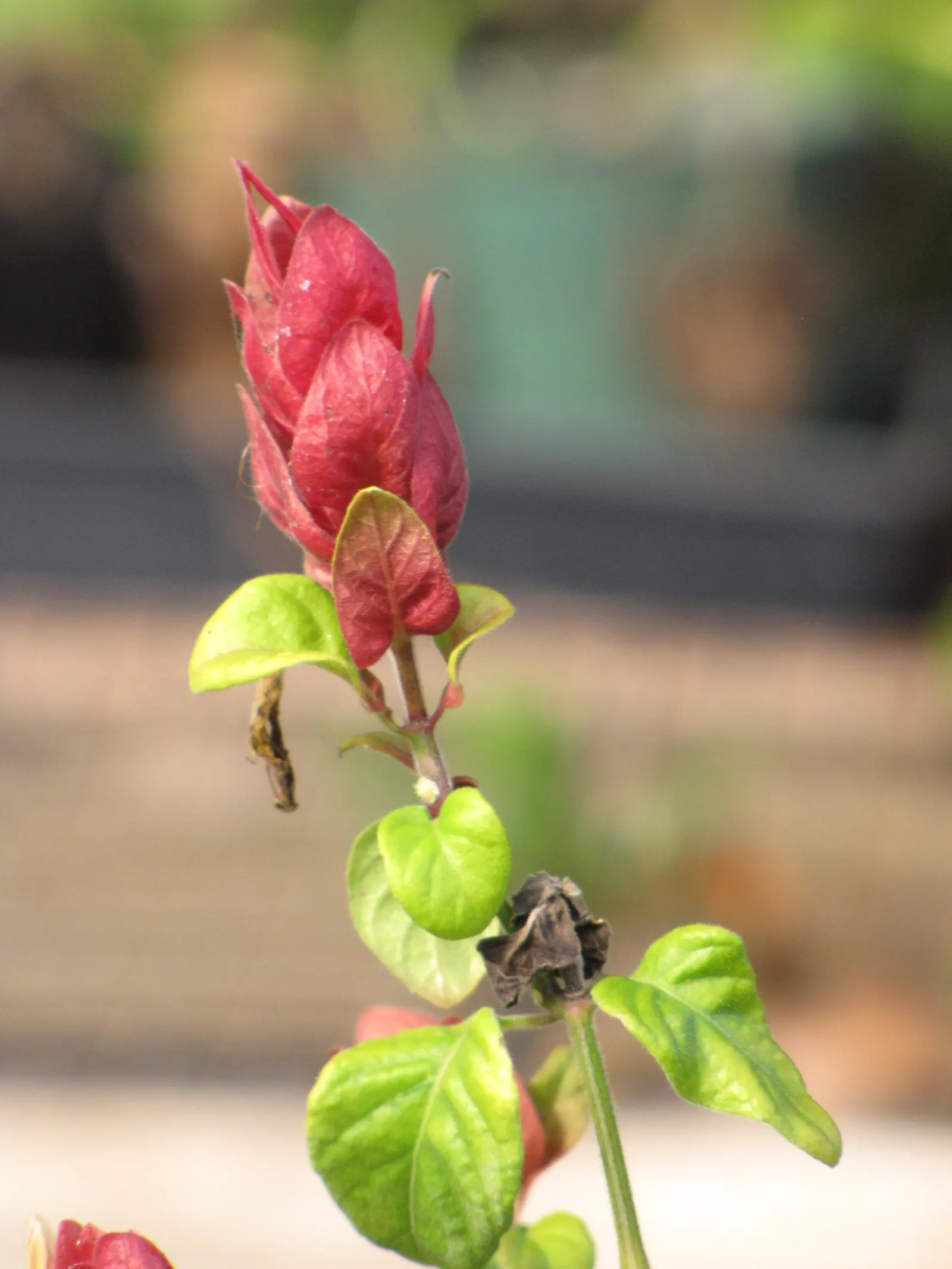 Shrimp Plant (Justicia Brandegeeana) — Delivering moderate water needs; shrub with multi-colored and pink blooms, image 148
