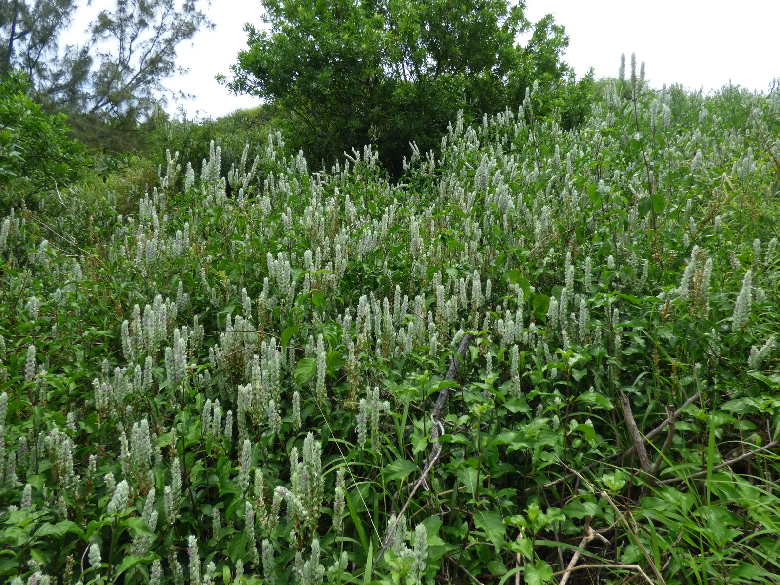 Shrimp Plant (Justicia Brandegeeana) — is an evergreen perennial that enlivens gardens with its unique